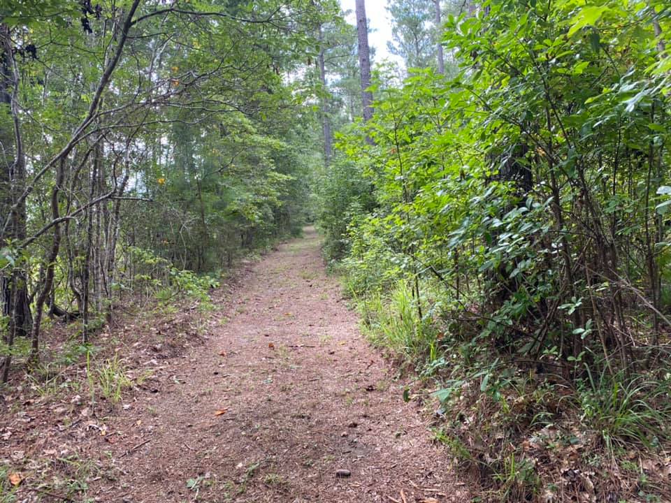 A dirt trail is pictured running through a forest in daylight.