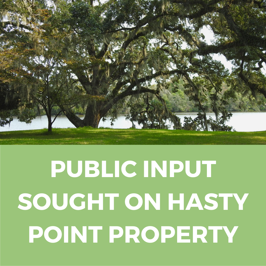 Photo of trees on the river bank at Hasty Point Plantation