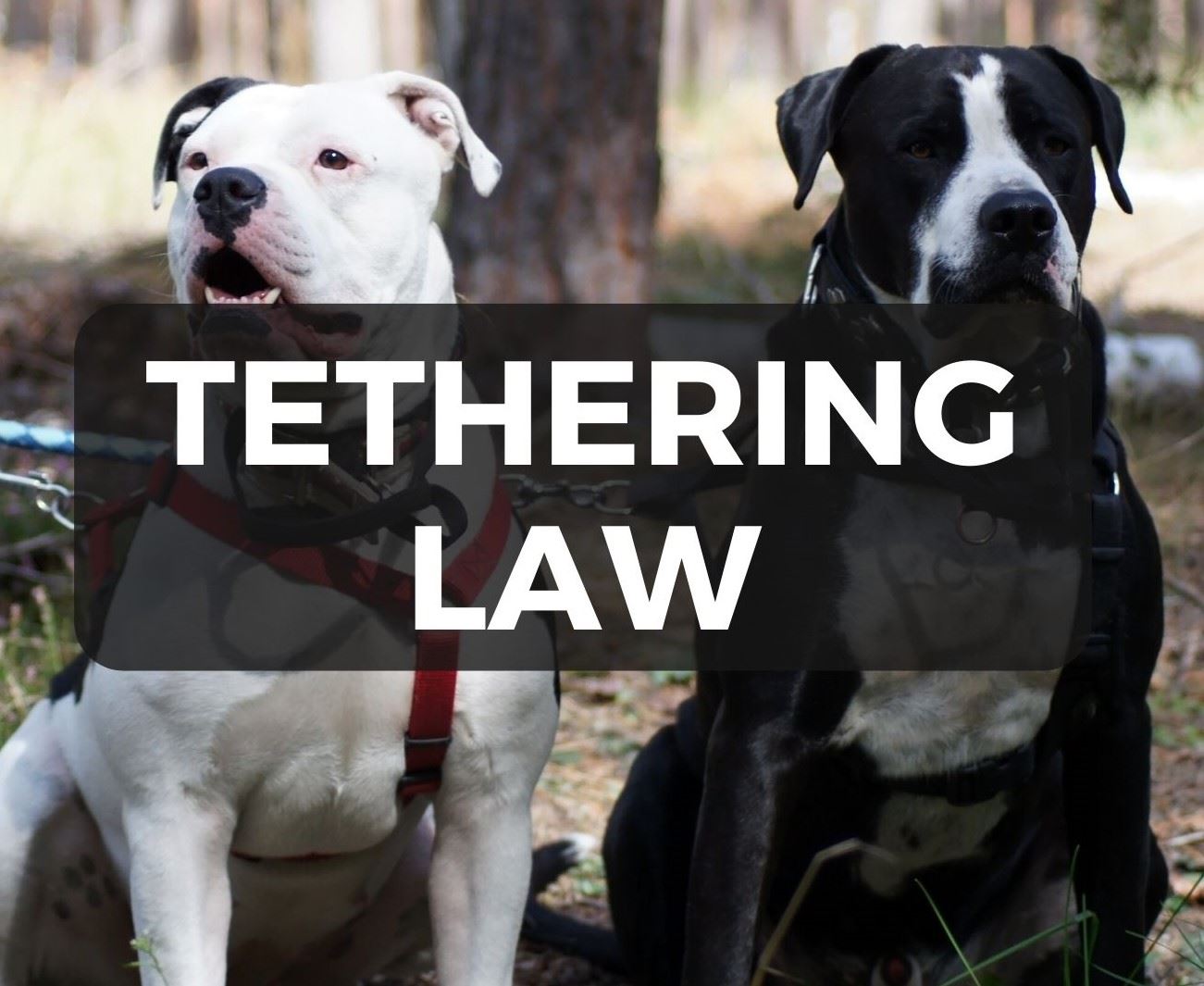 Image of two dogs under text reading 