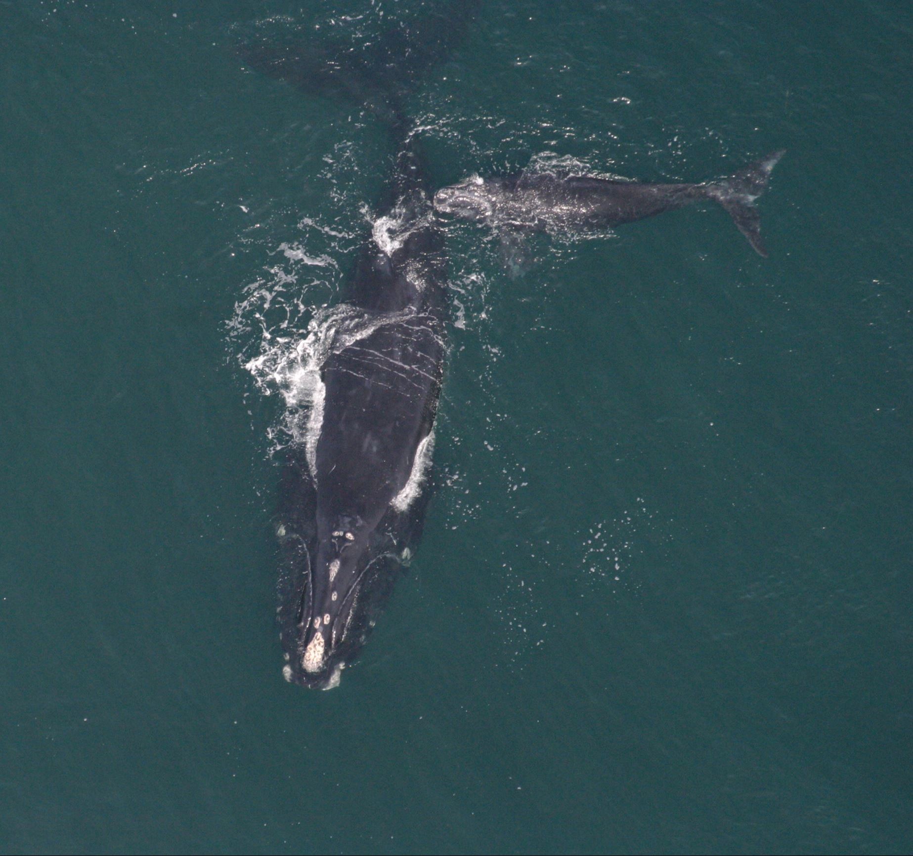 A right whale mother and calf as seen from a plane flying above the ocean.