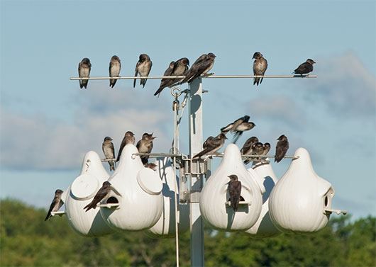 purple martins clustered on a gourd style bird house
