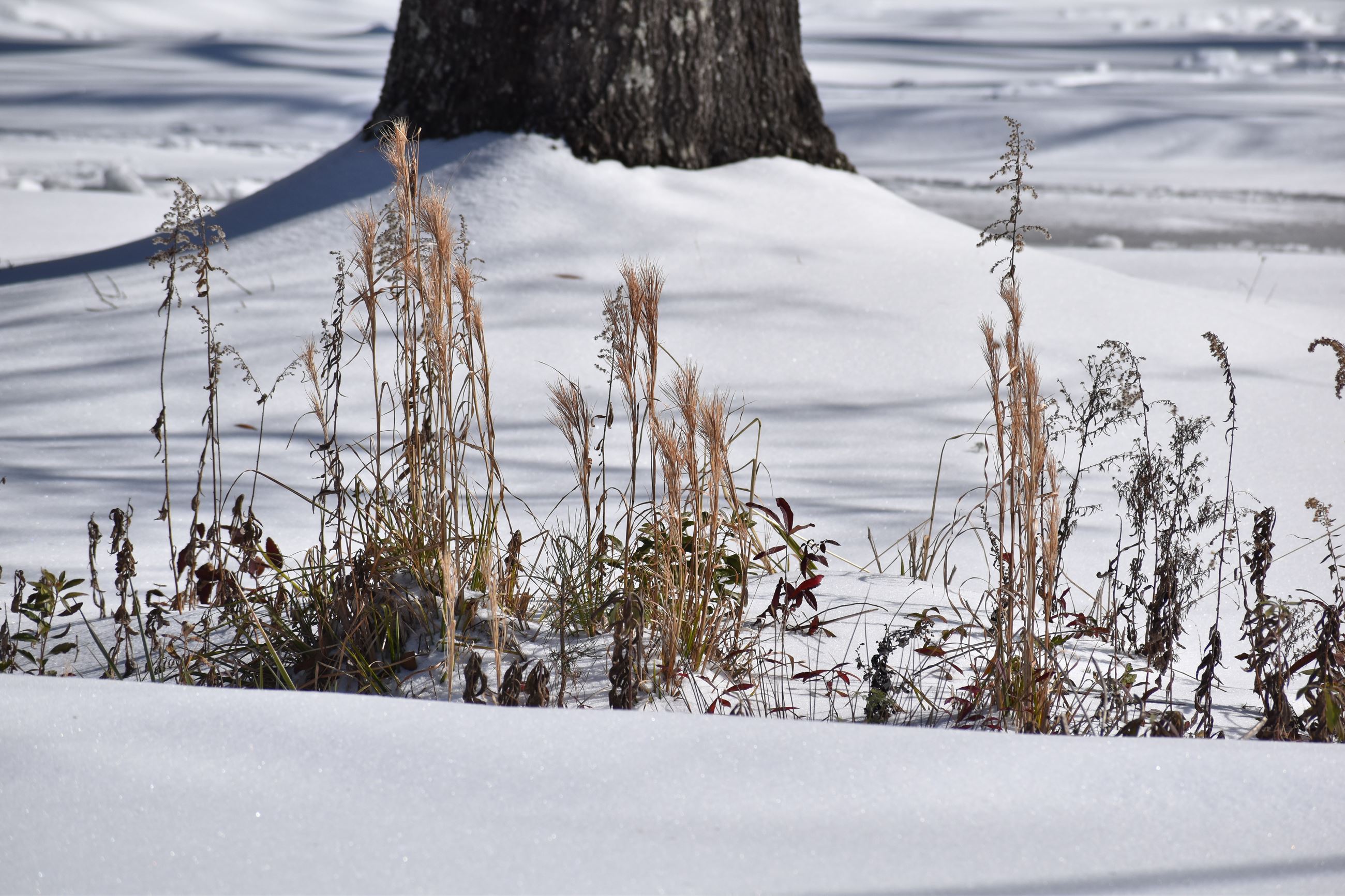 Snow on the ground with brown reeds poking through.